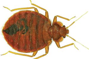 Bed bug. Photo: ©istock.com/marcouliana