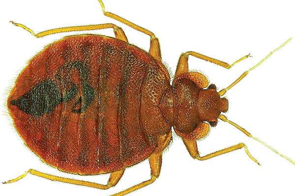 Bed bug. Photo: ©istock.com/marcouliana