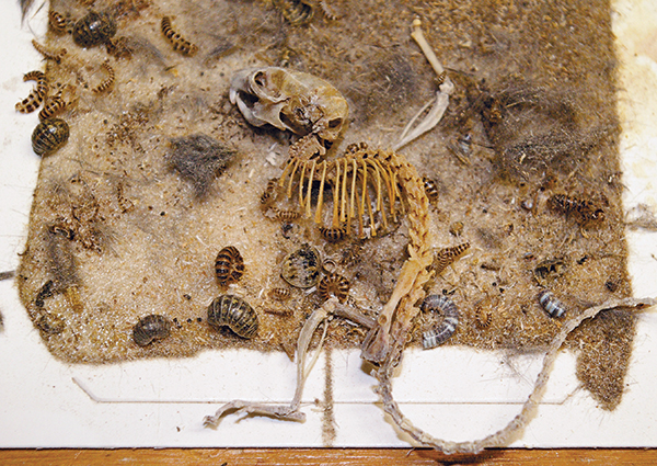 Photos: Mark Sheperdigian