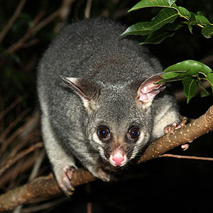 Photo: Brisbane City Council