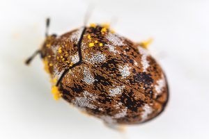 beetle photo from iStock.com/Dario Lo Presti