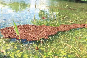 Photo: Robledo Pest Control