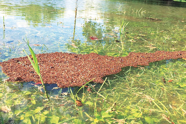 Photo: Robledo Pest Control