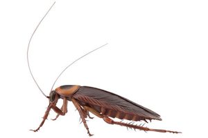 German cockroach photo from istock.com/Pixel_Squid