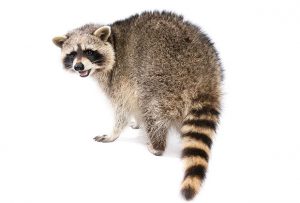 raccoons photo from istock.com/MediaProduction
