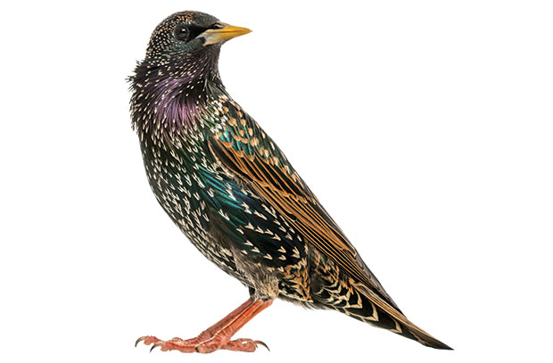 Starling. PHOTO: ISTOCK.COM/GLOBALP