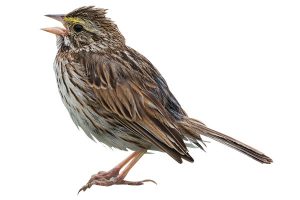 PHOTO: PCHOUI/ISTOCK/GETTY IMAGES PLUS/GETTY IMAGES