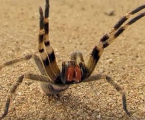 Photo: YouTube / Epic Wildlife