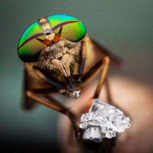 photo: Brice Nihiser