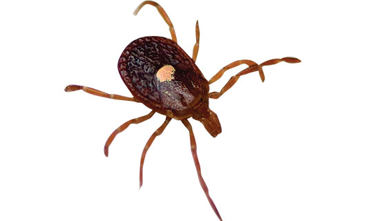 Tick. Photo: ©istock.com/epantha