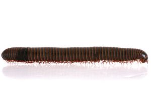 millipede photo from istock.com/spxChrome