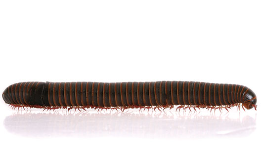 millipede photo from istock.com/spxChrome