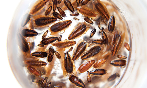Cockroaches. Photo: ©istock.com/Punkbarby