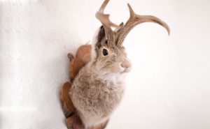 Jackalope photo illustration from iStock.com/ paulrichstudio