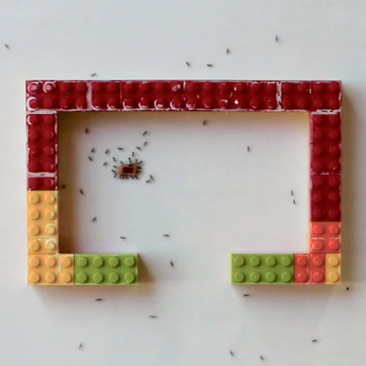 Longhorn Crazy Ants Video