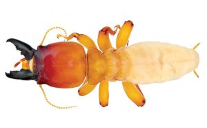 Photo: Pest and Diseases Image Library, Bugwood.org