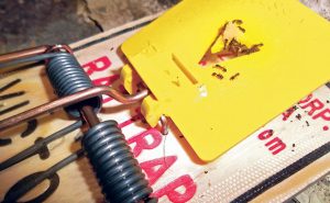 Photo: Mark Sheperdigian