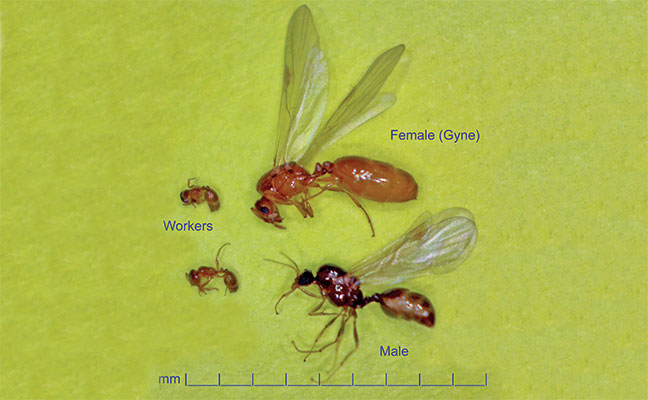 Photo: Dr. Gerald Wegner, BCE