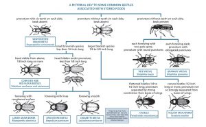 A pictorial key to adults of some of the more common beetles that infest stored products, from the U.S. Public Health Service, Communicable Disease Center, Atlanta.