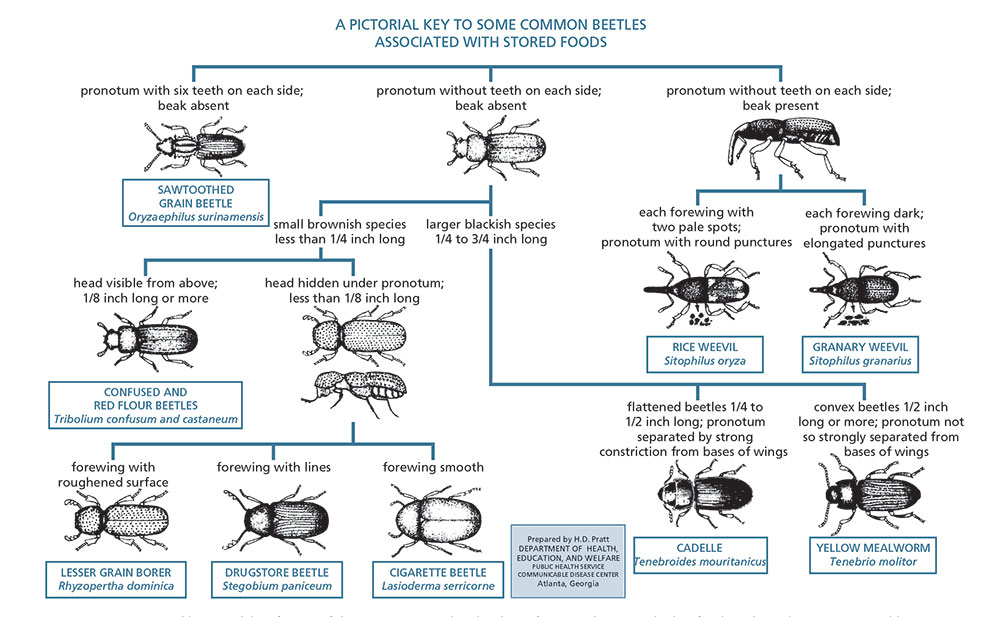 Select the image to enlarge it.) Figure 11.1: A pictorial key to adults of some of the more common beetles that infest stored grain and other food products. Image: Truman's, Ch. 11 p. 273; U.S. Public Health Service, Communicable Disease Center, Atlanta