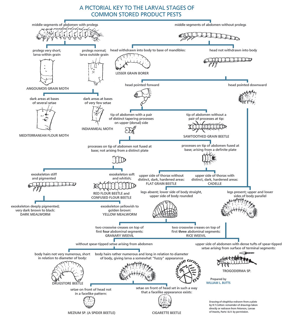 (Select the image to enlarge it.) Figure 11.2: A pictorial key to the larval stages of some of the more common insect pests of stored grain and other food products. Image: Truman's, Ch. 11 p. 274