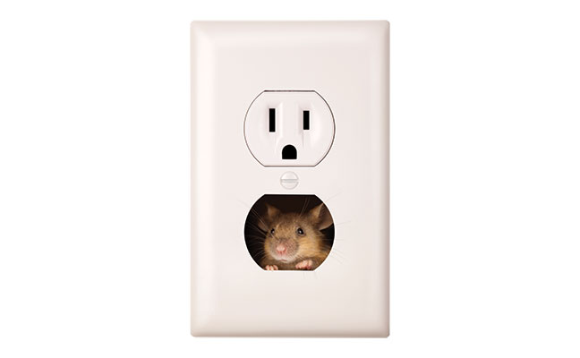 Mouse in an outlet photo from istock.com/James Brey
