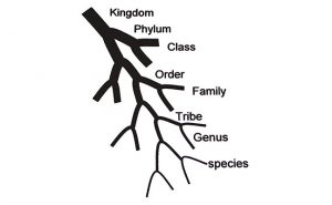 Illustration Dr. Gerry Wegner