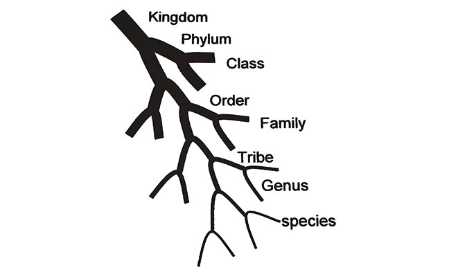 Illustration Dr. Gerry Wegner