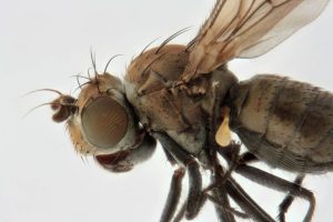 Photo:  © Malcolm Storey / Discover Life