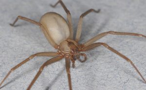 Brown recluse spider, Dr. Rick Vetter