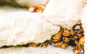 Photo: iStock.com/Ian_Redding