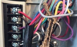 Photo: Kevin Rollins