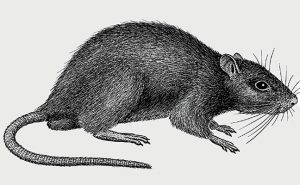 Norway rat, illustrated for the Truman's Guide. (Art: North Coast Media)