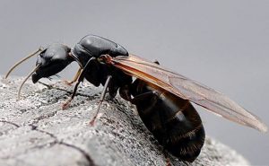 Photo: Jon Yuschock, Bugwood.org