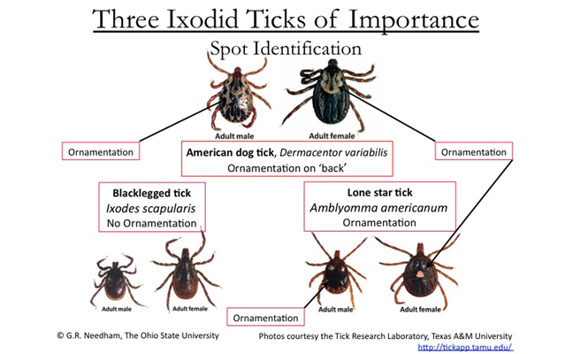 tick chart Image: Dr. Wegner