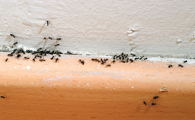 Ants at baseboard photo from iStock.com/jmalov