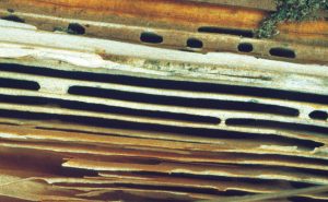 Photo: Dr. Laurel Hansen