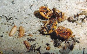 Photo: Mark Sheperdigian