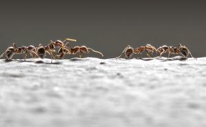 ants marching. Photo: iStock.com/kietisak