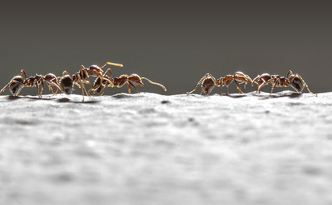 ants marching. Photo: iStock.com/kietisak