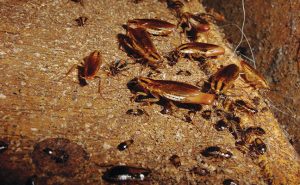 Photo: Mark Sheperdigian