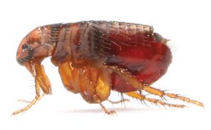 Flea from a cat photo from iStock/spxChrome