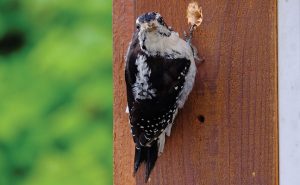 Downy woodpecker photo from iStock.com/Tomas_Handfield