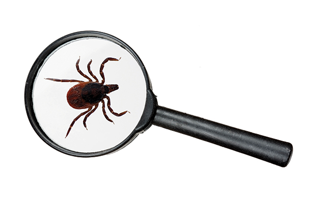 PHOTO: iStock.com/goldfinch4ever