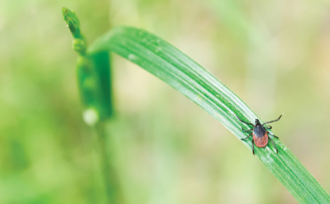 PHOTO: KERRICK/ISTOCK / GETTY IMAGES PLUS/GETTY IMAGES