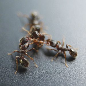 Three pavement ants touch antennae to  determine whether they are nestmates.  Photo: Dr. Michael Greene