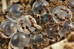 Photo: Choe Laboratory at University of California, Riverside
