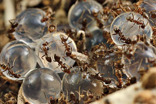 Photo: Choe Laboratory at University of California, Riverside