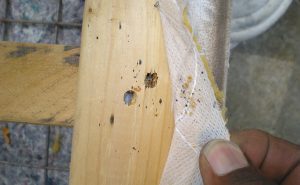 Photos: Mark Sheperdigian, BCE