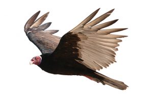 PHOTO: iStock.com/tunart